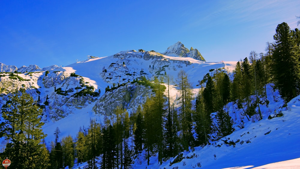 snow covered mountain surrounded with pine trees