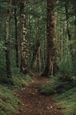pathway in the forest