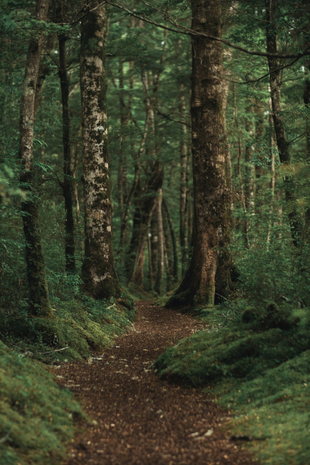 pathway in the forest