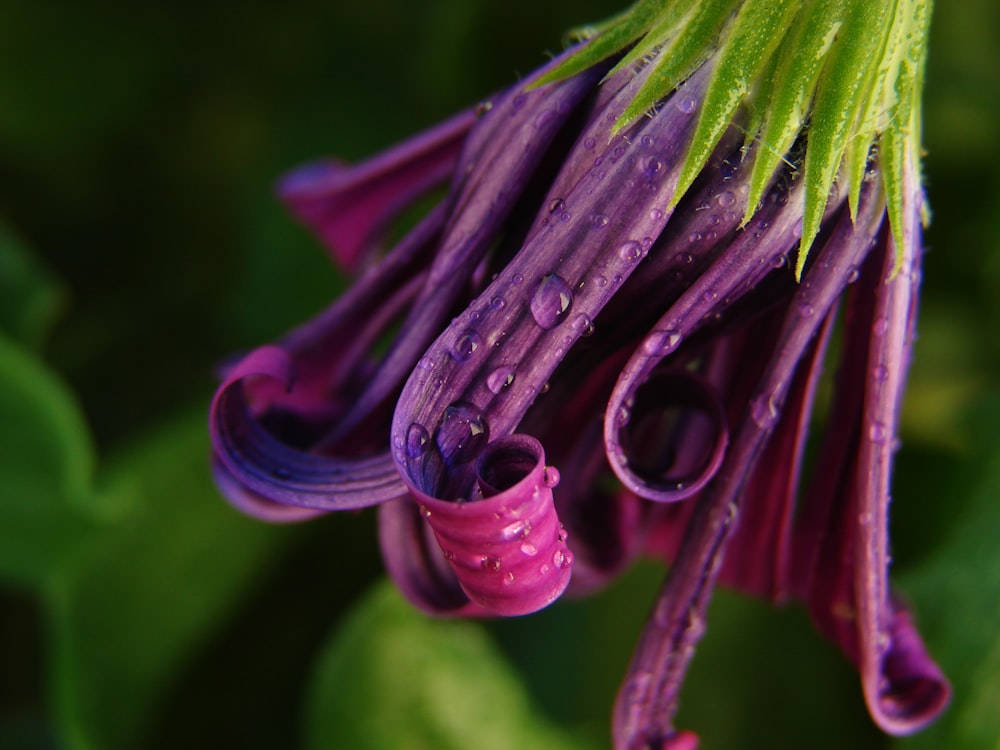 purple petaled flower bloom selective focus photography