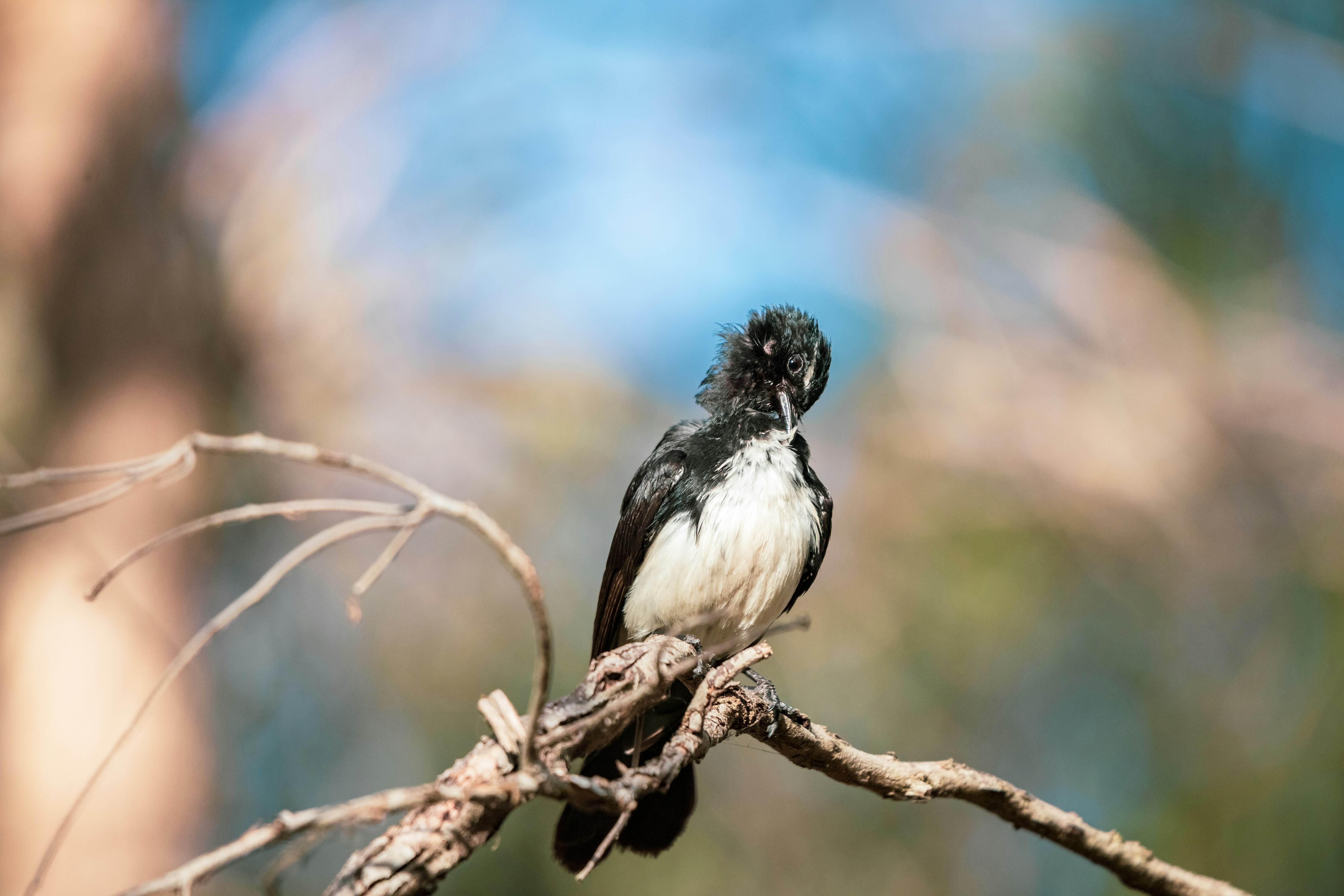 close up photography of black and white bird on tree branch