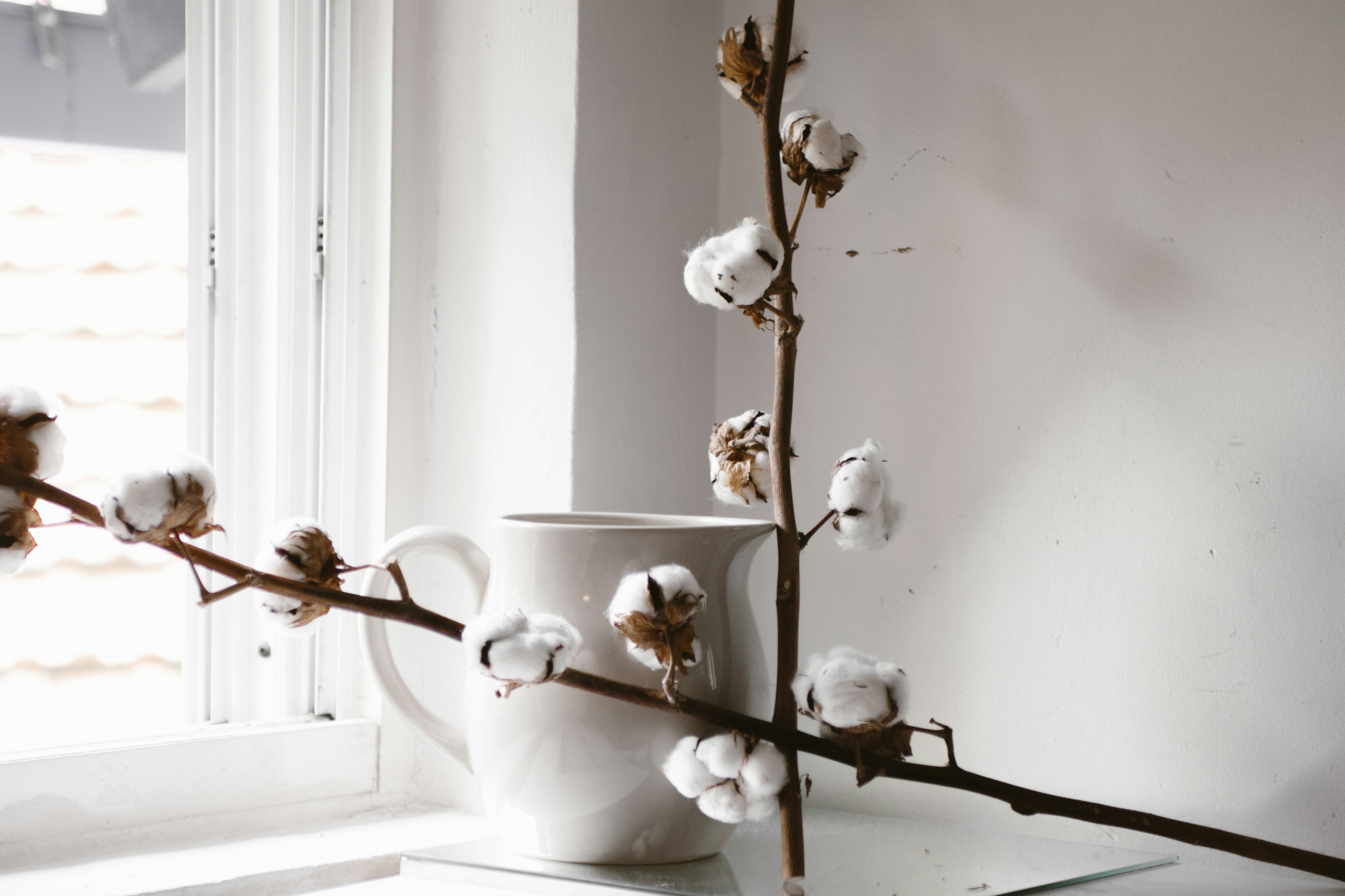 white flowering brown plant beside white ceramic teapot, Cotton white flowers