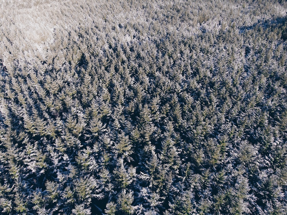 aerial photography of trees during daytime