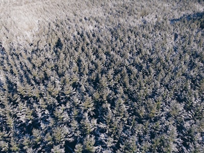 aerial photography of trees during daytime thought-provoking google meet background