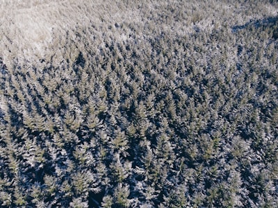 aerial photography of trees during daytime provoking teams background