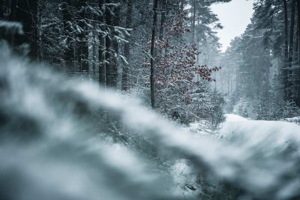 grayscale photography of forest covered with snow