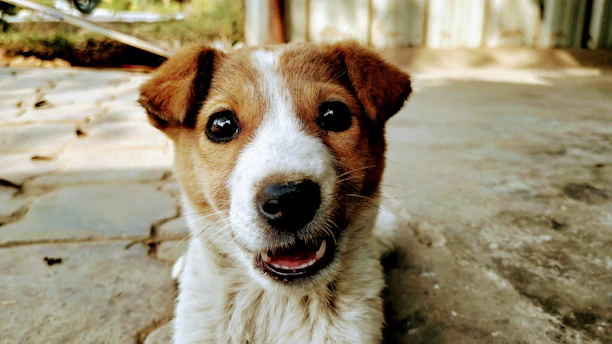 Close-up of a playful puppy looking curiously at the camera on a soft blanket.
