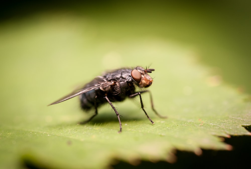 gray fruit fly perching on green leaf in close-up photography