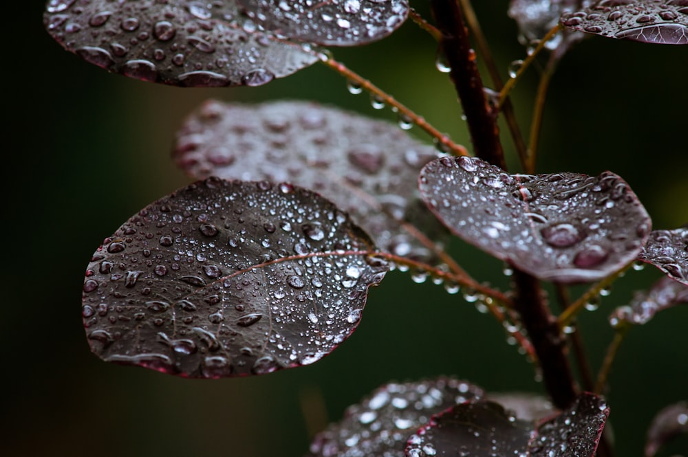 macro photography of water dews on leaves