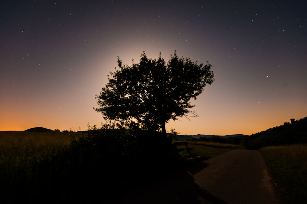 silhouette of a tree