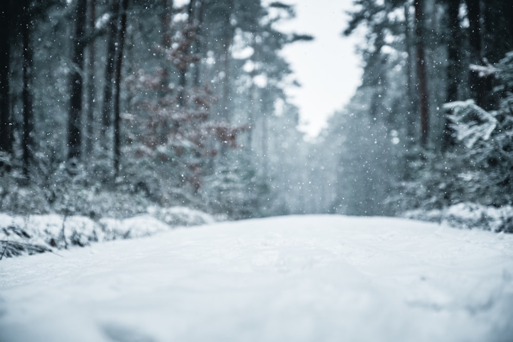 a snow covered road in the middle of a forest