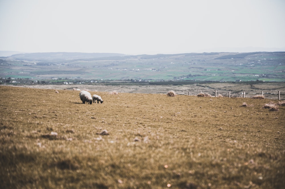 two sheep on top of green grass