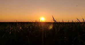 Sunset casting warm hues over the paddock where healing and growth happen daily