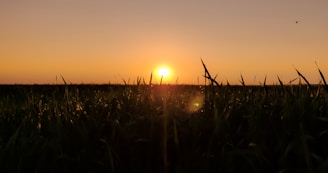 A colorful sunset casting warm light over the sanctuary’s fields where animals roam freely.
