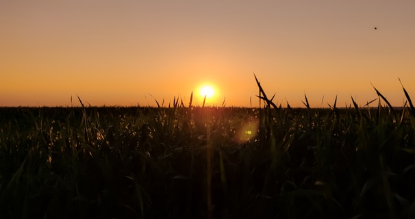 A colorful sunset casting warm light over the sanctuary’s fields where animals roam freely.