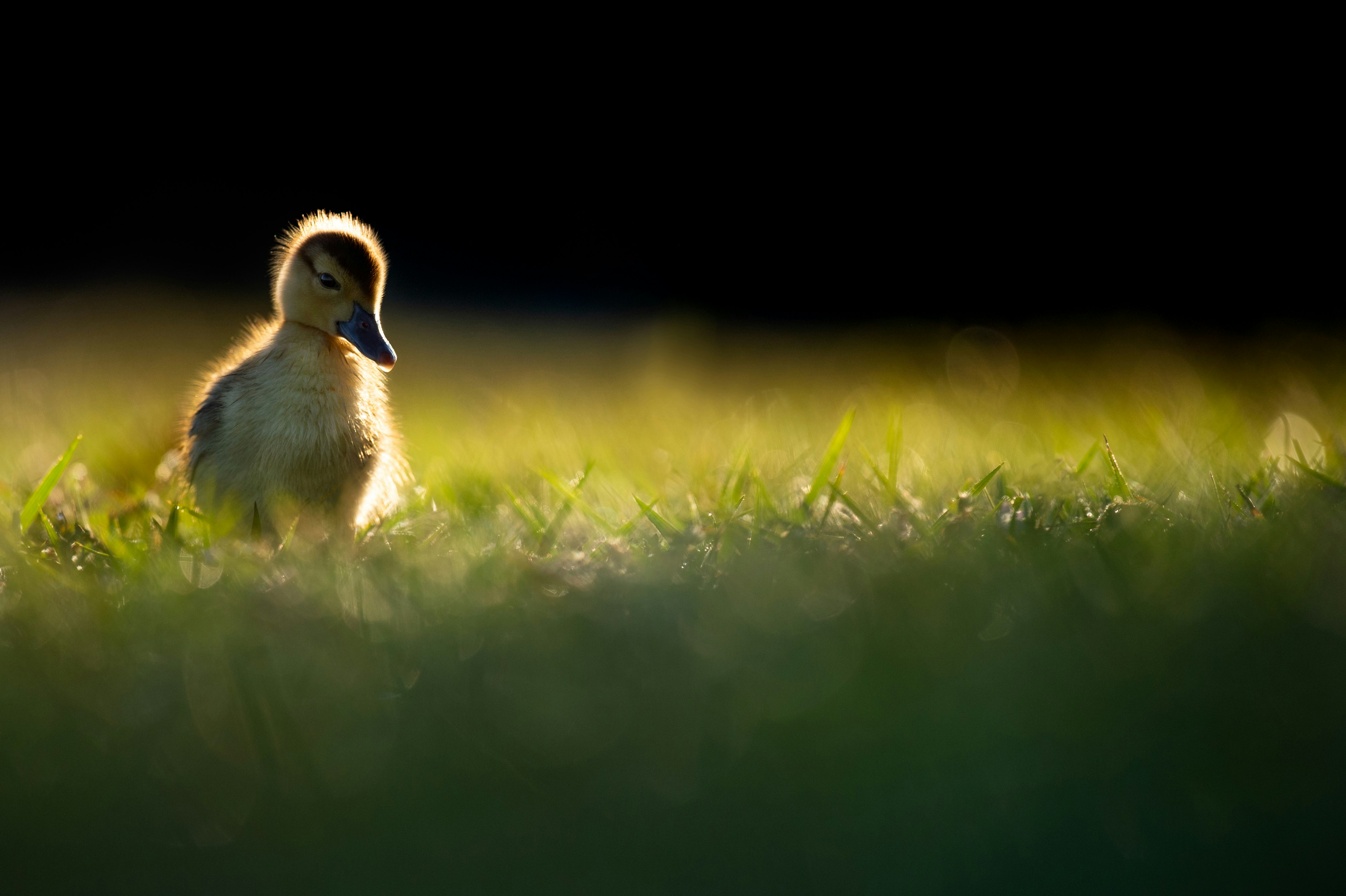 A small and very cute Egyptian Goose gosling pauses in the morning sun for a short preening session.  This little guy and 3 of its siblings were all walking around in the short grass and they stopped right in the morning sun.  I laid down low along an embankment so I could get the little ducks’s head up into the dark background and really show off that fuzzy glow.  Taken at a local park in Sebastian, Florida.