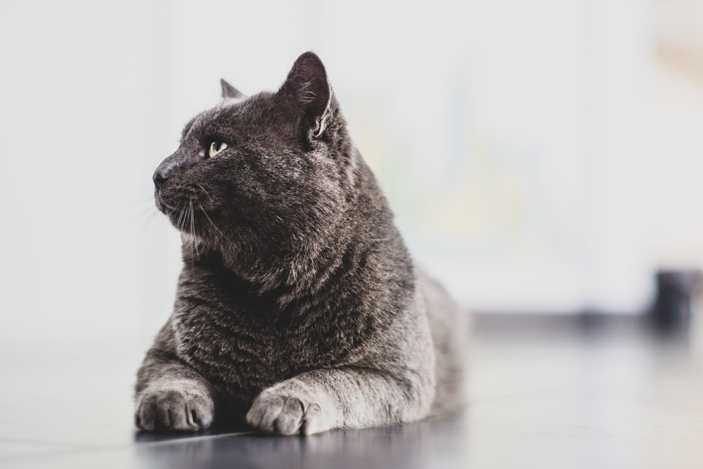 black cat prone lying on surface