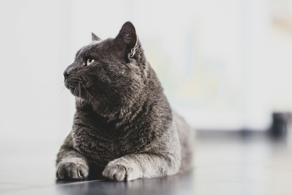 Gato negro tumbado de costado sobre una superficie lisa