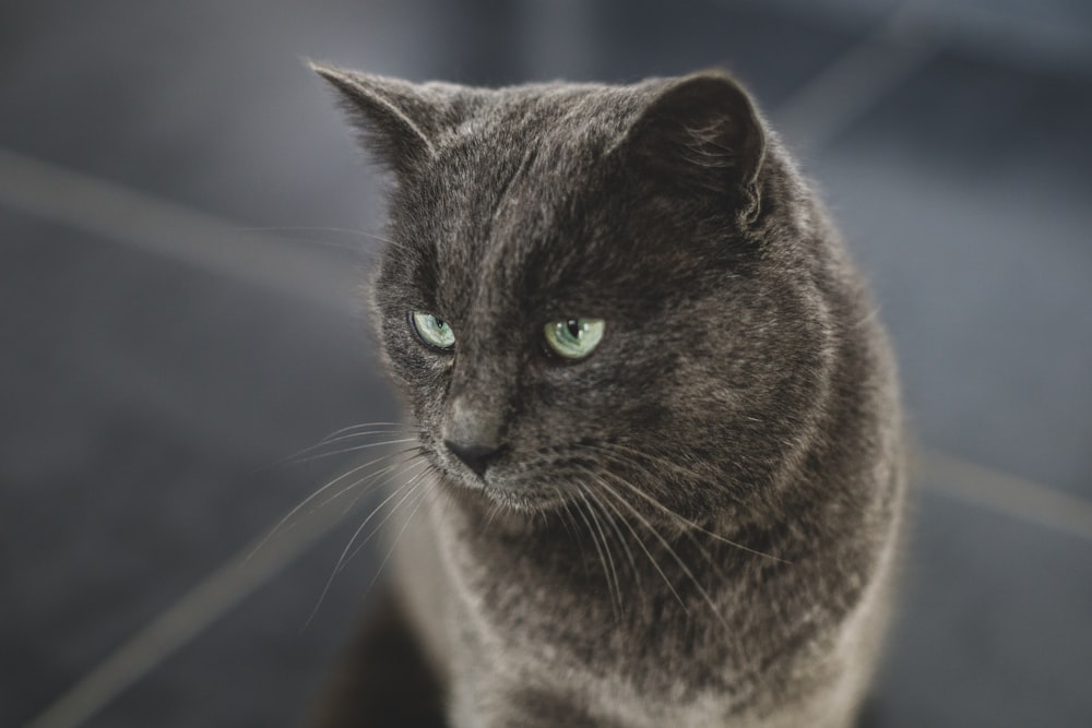 gray cat