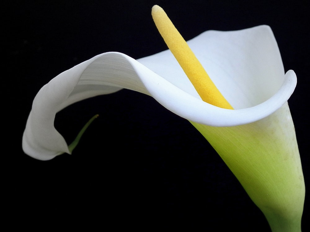 white calla lily