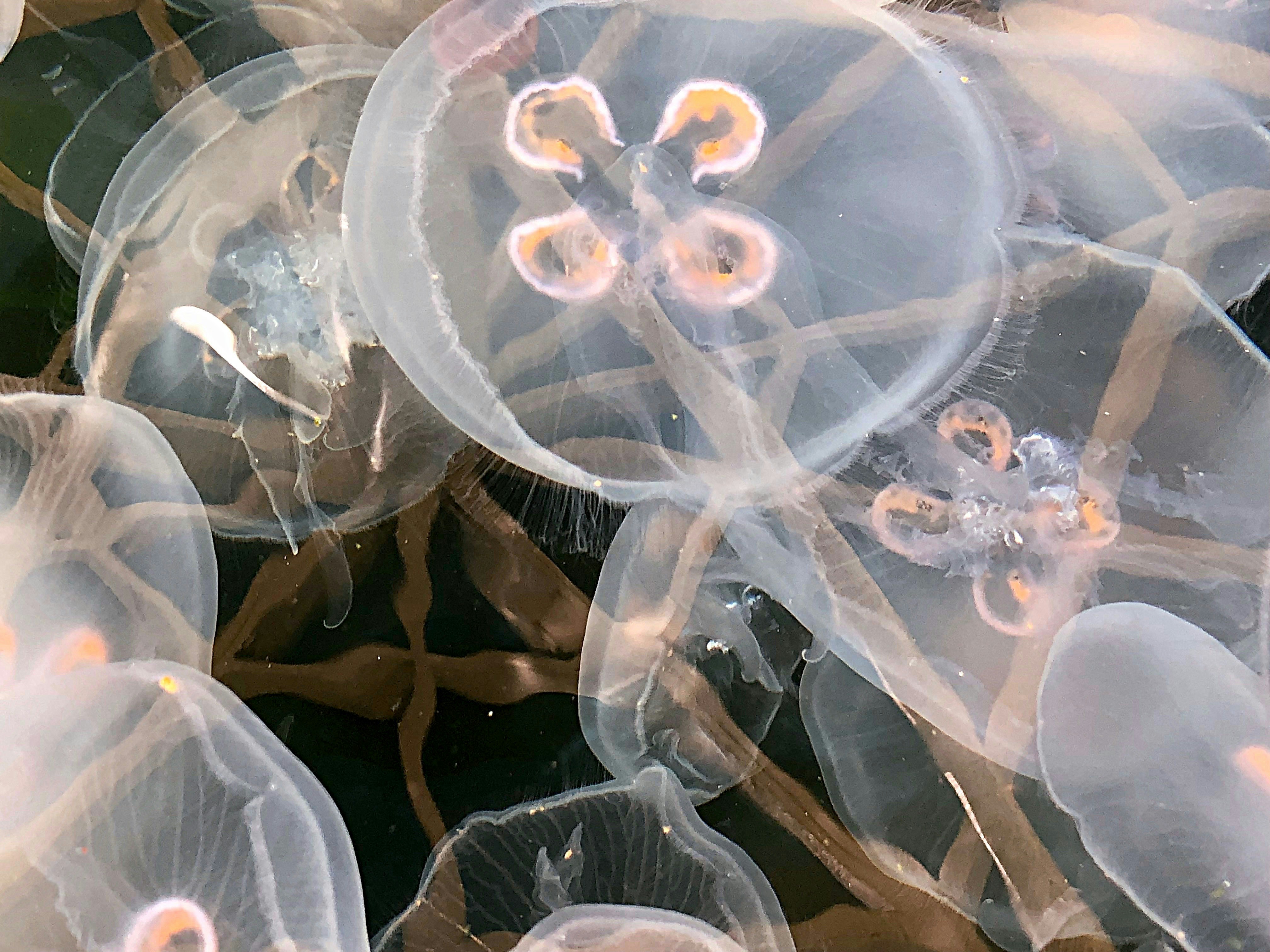 The Molecular Clock in Plastic: Why Everything Yellows With Age