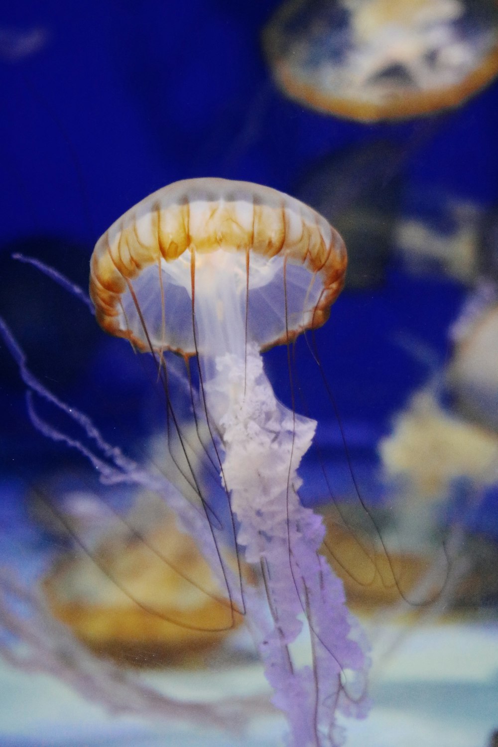 brown and white jellyfish