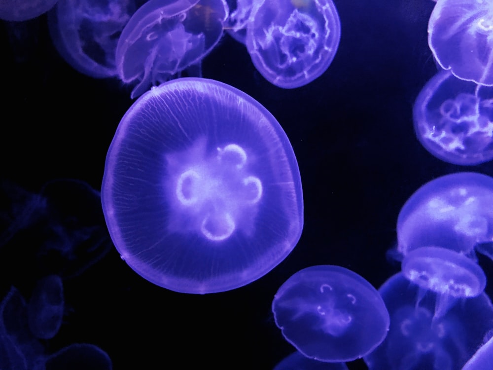 Photographie de méduses sur l’eau