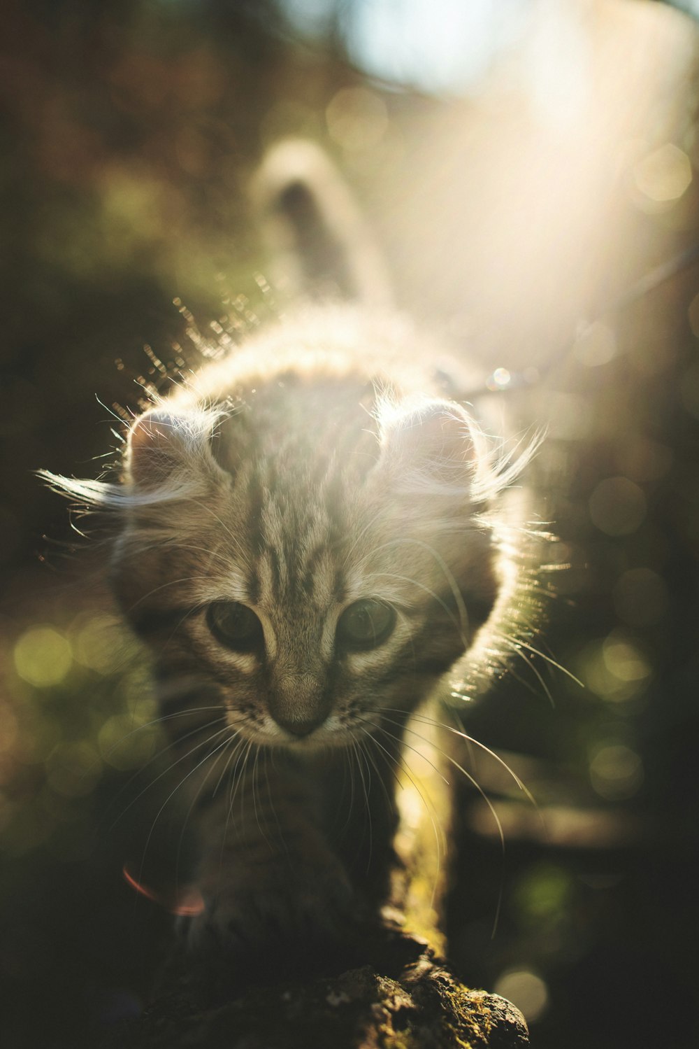 brown cat walking on tree branch