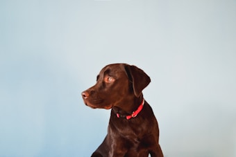 A chocolate-colored dog wearing a red collar sits against a light blue background. The dog is looking to the left, showcasing its profile.