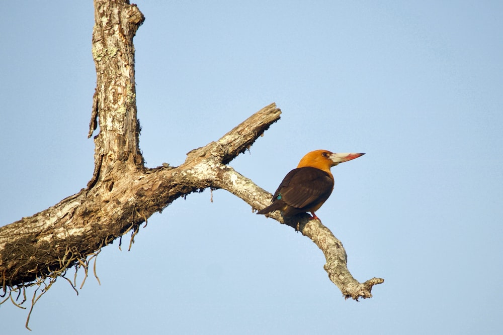 Uccello arancione dal becco lungo sull'albero