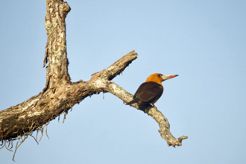 Long-beaked bird