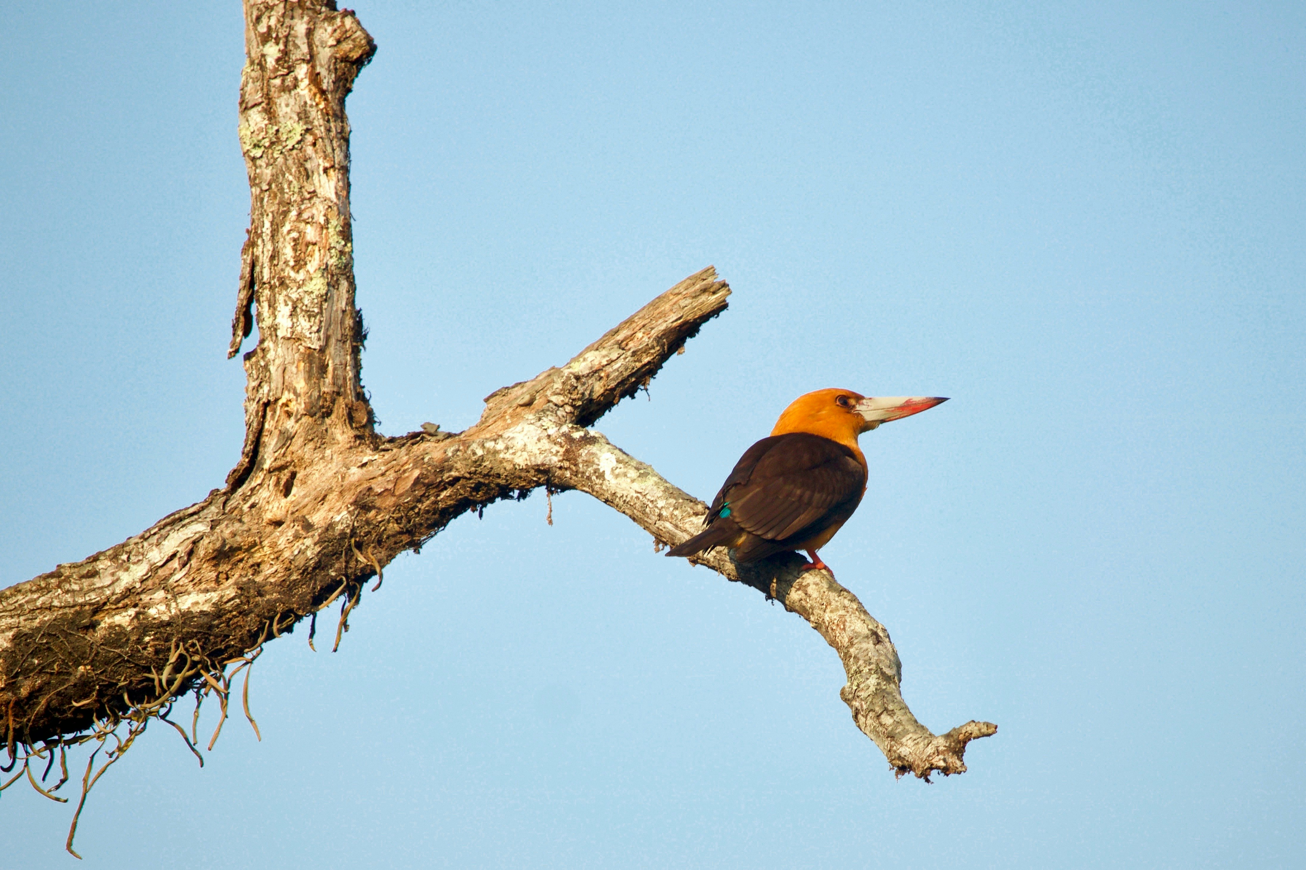 orange long-beaked bird on tree