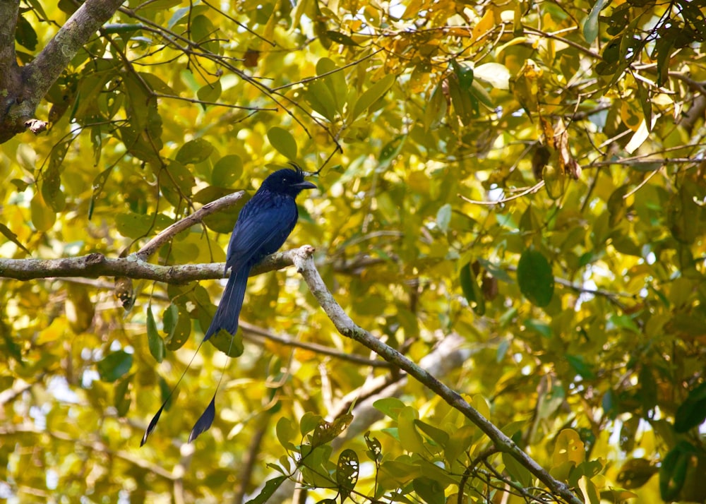 uccello blu appollaiato sull'albero