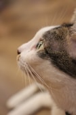 A close-up profile view of a cat's face, focusing on its eye and whiskers. The cat has a mix of white and gray fur with a texture that highlights its natural patterns.