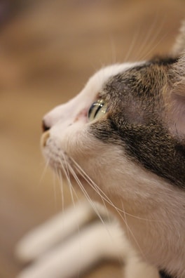 A close-up profile view of a cat's face, focusing on its eye and whiskers. The cat has a mix of white and gray fur with a texture that highlights its natural patterns.