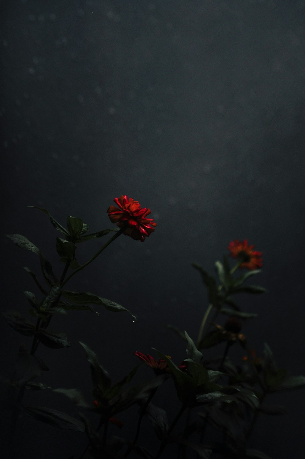 three orange petaled flowers in bloom