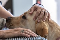 A close-up of a dog being lovingly petted by its owner.