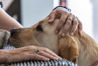 A close-up of a dog being lovingly petted by its owner.
