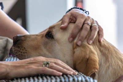 Close-up of gentle hands performing reiki on a calm dog in a softly lit room.