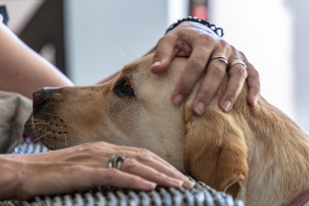Close-up of a dog being gently petted by a caring hand.