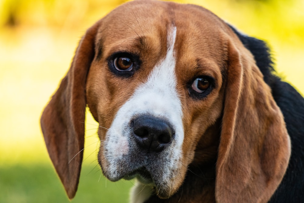 tricolor beagle sitting on green grass