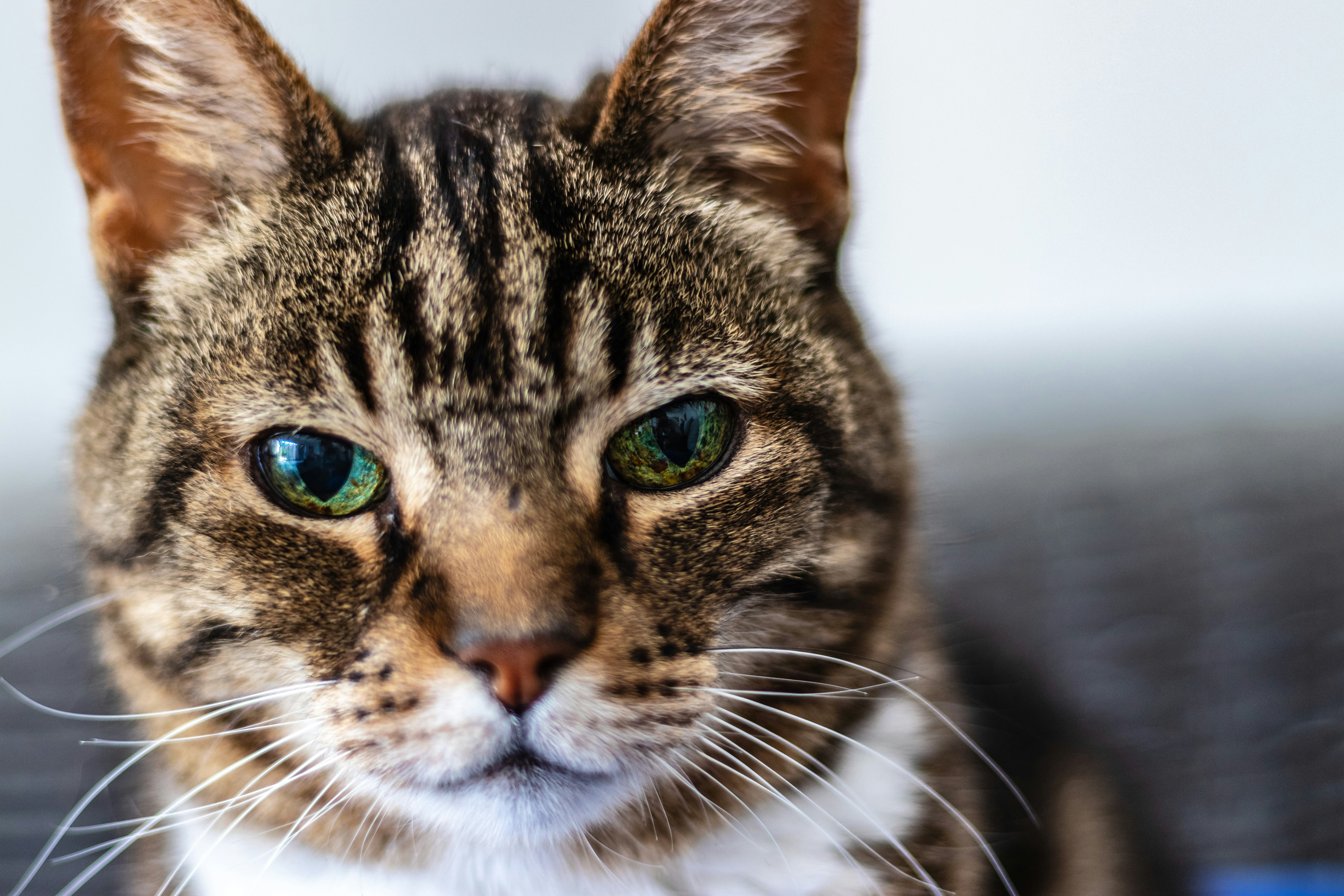 Whisker Signals: More Than Just Facial Hair (image credits: unsplash)