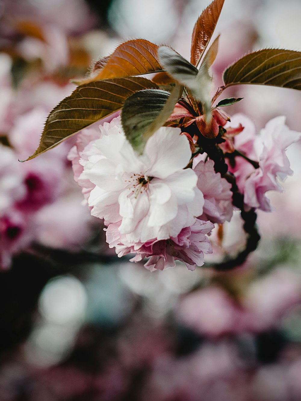 ピンクの花びらの花