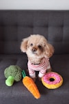 brown toy poodle puppy on sofa
