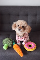 brown toy poodle puppy on sofa
