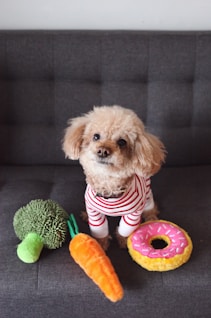 brown toy poodle puppy on sofa