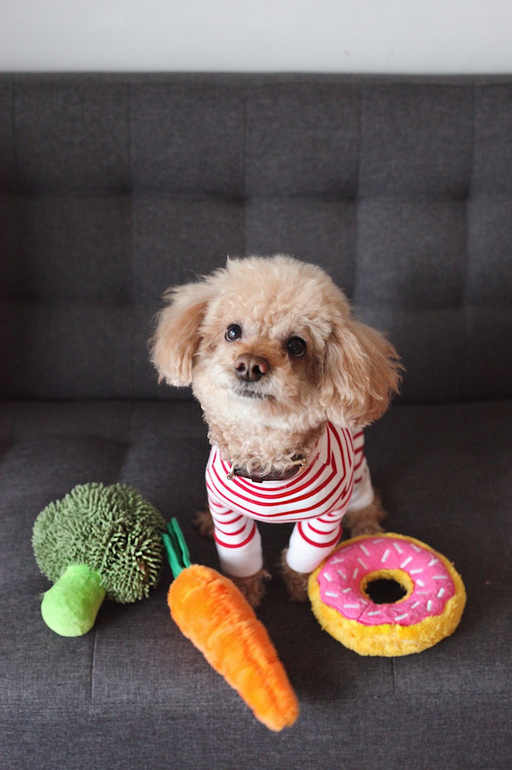 brown toy poodle puppy on sofa