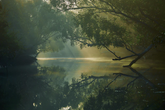First light on the creek
