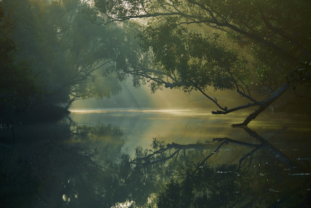 lac entouré de grands arbres verts