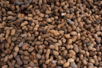 Groundnut Moongfali Peanut Farming India — Gujarat Oilseed Encyclopedia
